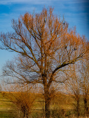 Obraz premium Alter Baum mit vielen Misteln im Winter