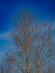 Fototapeta premium Strommasten einer Überlandleitung im Feld