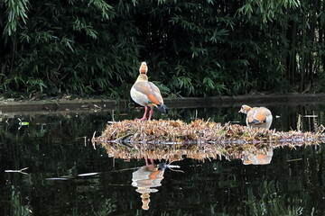 Zwei Nilgänse spiegeln sich im Wasser © christiane65