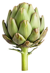 Fototapeta premium PNG An isolated artichoke food background vegetable.