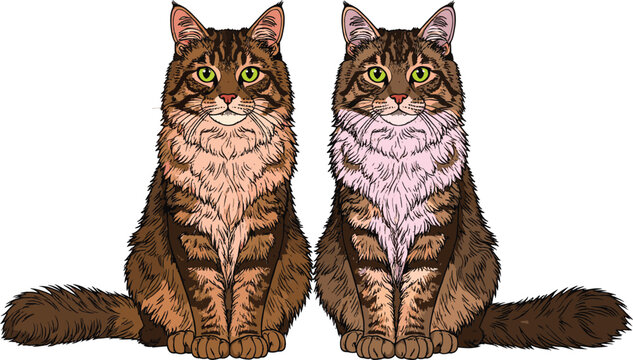 Detailed long haired tabby cat cartoon illustration showing realistic fur texture domestic pet animal design