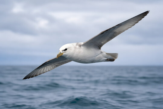 Northern fulmar gliding over the cold North Atlantic near Iceland, wings fully extended. Minimal ocean and cloudy sky, natural daylight, sharp focus, calm mood, realistic wildlife stock photo.