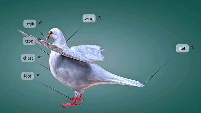 Anatomy of a pigeon