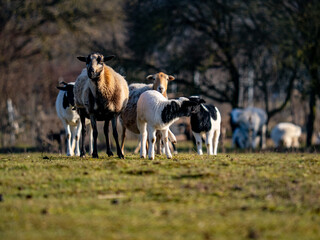 Obraz premium Kleine Herde Schafe auf einer Weide im Winter