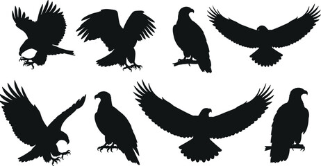 Obraz premium Black eagle silhouettes collection featuring flying hawks hunting bald eagles sitting on branches and soaring falcons isolated on white background for graphic design vector