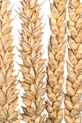 triticum aestivum pattern