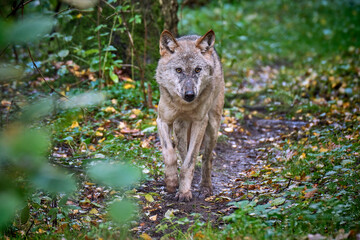 Obraz premium Europäischer Wolf ( Canis lupus ).