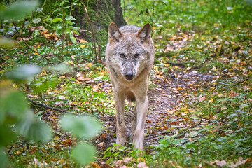 Obraz premium Europäischer Wolf ( Canis lupus ).