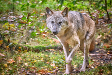 Fototapeta premium Europäischer Wolf ( Canis lupus ).