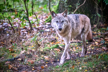 Fototapeta premium Europäischer Wolf ( Canis lupus ).