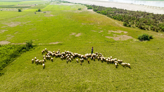 Aerial view of a shepherd guiding his flock across the vibrant green fields near a riverbank, Sariakandi, Rajshahi Division, Bangladesh.