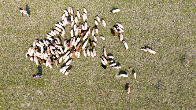 Aerial view of sheep clustered like scattered pearls across the verdant fields, a rustic tapestry woven under the soft sunlight, Sariakandi, Rajshahi Division, Bangladesh.