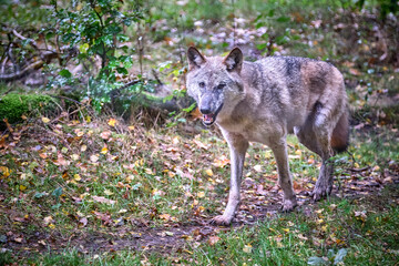 Obraz premium Europäischer Wolf ( Canis lupus ).