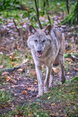 Obraz premium Europäischer Wolf ( Canis lupus ).