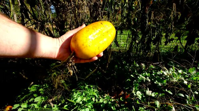 Harvesting giant mature yellowish gherkin cucumber after been growing for seeds
