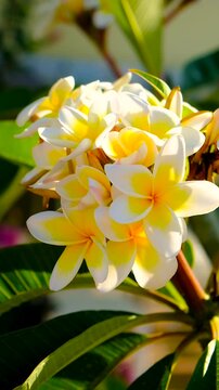 Plumeria flowers bloom beautifully. Selective focus.