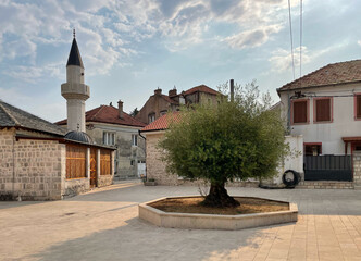 Olivenbaum in der Altstadt von Trebinje, Bosnien-Herzegowina