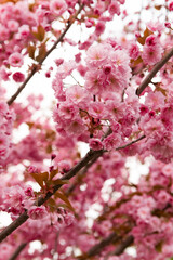 Reaching branches of pink cherry blossoms stretch towards the sky, showcasing nature's vibrant artistry against a clear white background, celebrating spring's renewal. Japanese Sakura Flower
