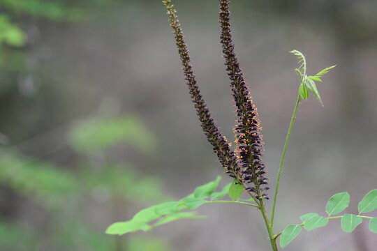 Close up of the flowers of a plant with black and yellow pollen, shallow depth of field