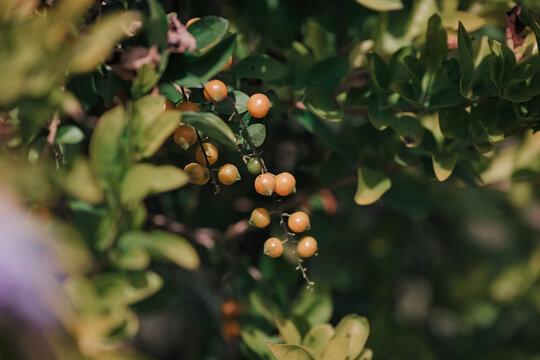 Close up of wild Himalayan orange berries on a leafy branch in natural sunlight