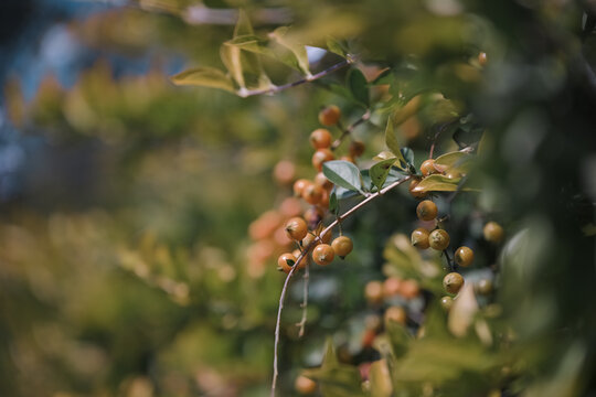 Macro shot of wild orange berries growing on a branch in the Himalayan mountains
