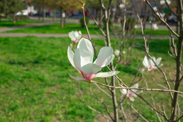 Blooming magnolia tree in spring park with fresh green background	
