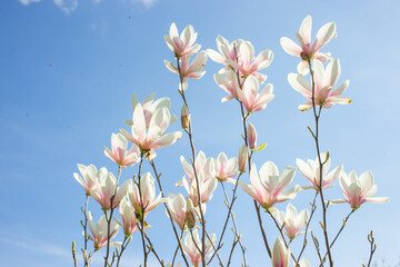 Blooming magnolia tree in spring park with fresh green background	
