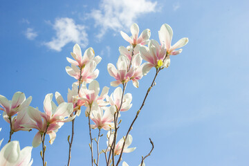 Blooming magnolia tree in spring park with fresh green background	
