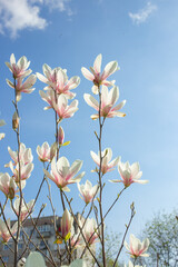 Blooming magnolia tree in spring park with fresh green background	
