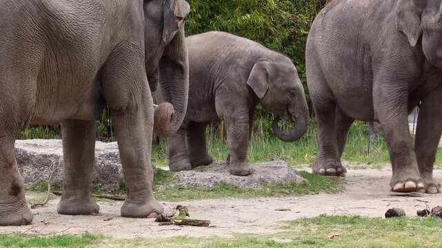 Little Asian or Asiatic elephant, Elephas maximus is the only living species of the genus Elephas and is distributed in Southeast Asia from India and Nepal in the west to Borneo in the east.