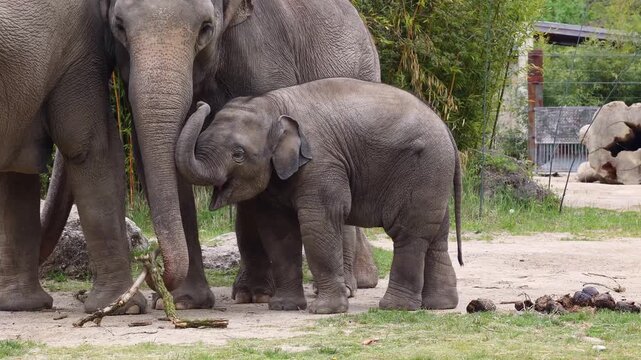 Little Asian or Asiatic elephant, Elephas maximus is the only living species of the genus Elephas and is distributed in Southeast Asia from India and Nepal in the west to Borneo in the east.