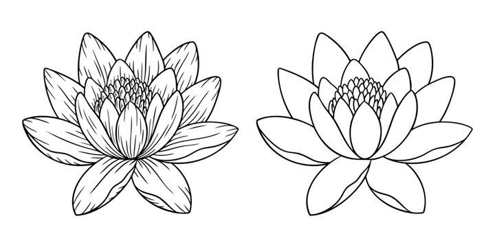 Water lily - july birth month flower, line art vector set in monochrome style. Hand drawn botanical illustration. Floral sketch expressing individuality, minimalism and tattoo design concepts.