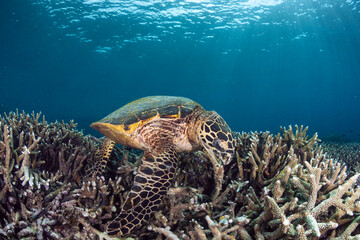 Obraz premium Sea turtle swims through coral reef in clear blue water during daytime