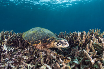 Fototapeta premium Turtle swims among coral reefs in clear ocean water during daytime near a tropical paradise