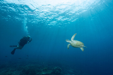 Obraz premium Diver swims alongside a sea turtle in clear water early in the morning near the coral reef