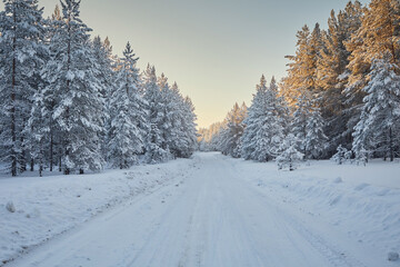 Fototapeta premium Winter road in a pine forest under snow