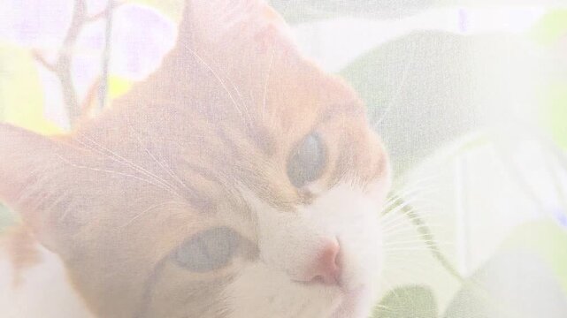 A close-up of a ginger cat with white patches, peering through a sheer curtain. The cat has bright blue eyes and a curious expression.