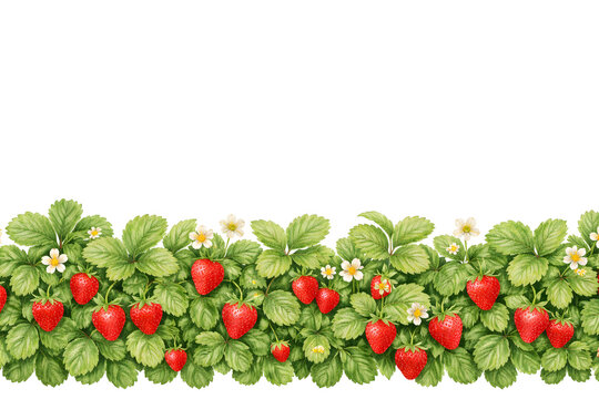 Garden Harvest Lower Border &ndash; Strawberry Plants with Berries and Flowers