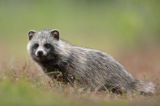 Jenot (Nyctereutes) raccoon dog