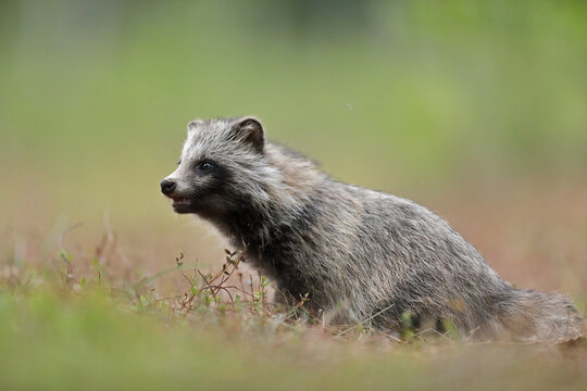 Jenot (Nyctereutes) raccoon dog