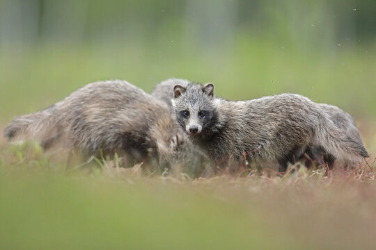 Jenot (Nyctereutes) raccoon dog
