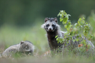Fototapeta premium Jenot (Nyctereutes) raccoon dog