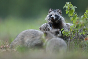 Fototapeta premium Jenot (Nyctereutes) raccoon dog
