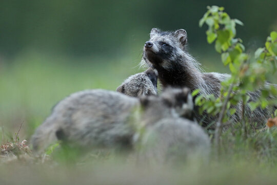 Jenot (Nyctereutes) raccoon dog