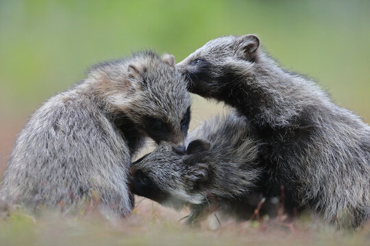 Jenot (Nyctereutes) raccoon dog