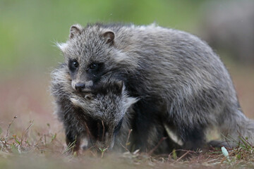 Jenot (Nyctereutes) raccoon dog