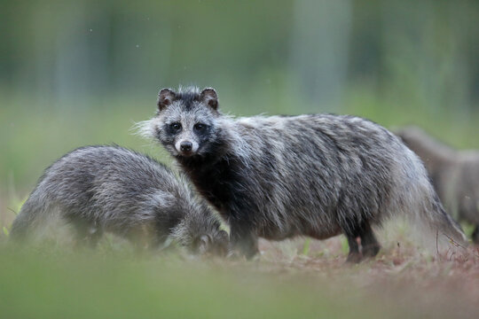 Jenot (Nyctereutes) raccoon dog