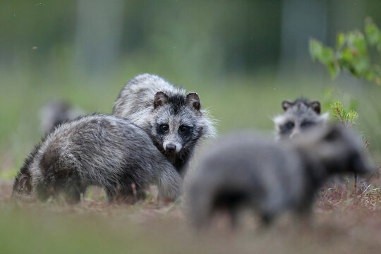Jenot (Nyctereutes) raccoon dog