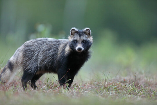 Jenot (Nyctereutes) raccoon dog