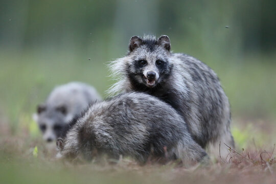 Jenot (Nyctereutes) raccoon dog